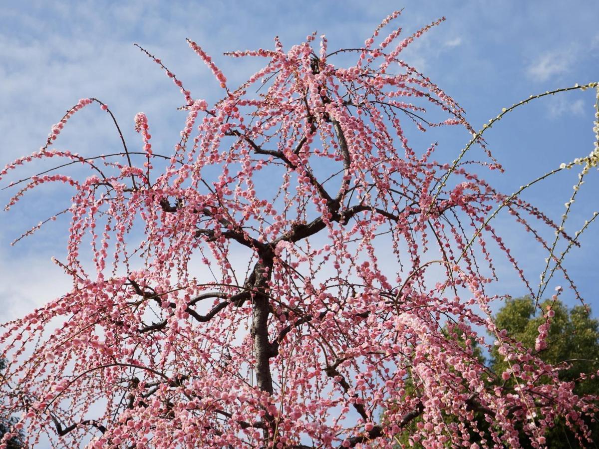 Japaning Senkyu Villa Kyoto Ngoại thất bức ảnh